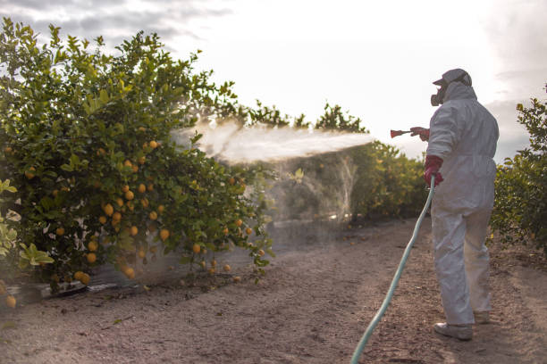 Reliable Texarkana, TX Pest Control Solutions