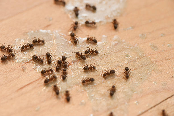 Wasp Removal Services in Texarkana, TX